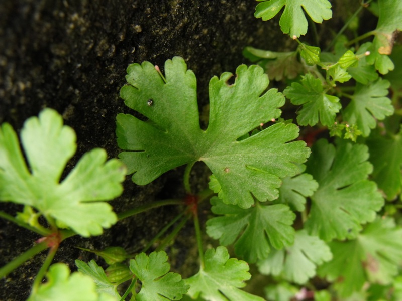 Geranium lucidum / Geranio lucido